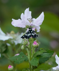 Pseudothyris sepulchralis