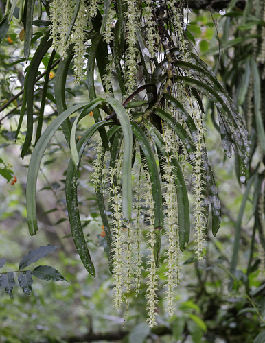 Diaphananthe fragrantissima