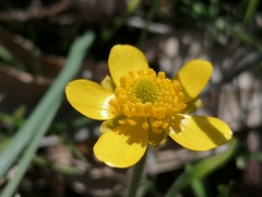 Ranunculus bullatus