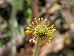 Ranunculus bullatus
