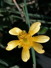 Ranunculus bullatus