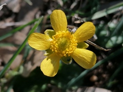 Ranunculus bullatus