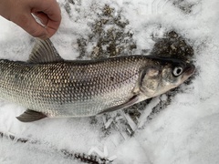 Coregonus clupeaformis