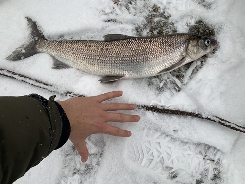 Lake Whitefish