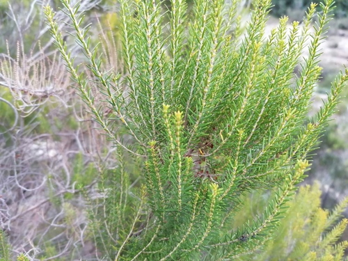 Avistamiento Erica scoparia