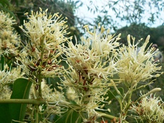 Tripodanthus acutifolius
