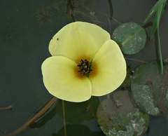 Hydrocleys nymphoides