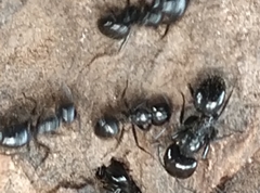 Camponotus