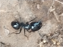 Camponotus