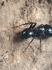 Camponotus