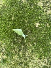 Leiostracus perlucidus