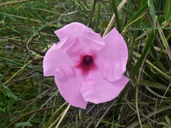 Apocynoideae