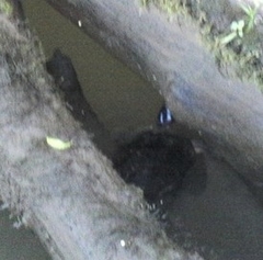 Rhinoclemmys funerea