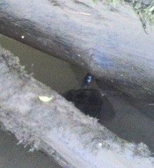 Rhinoclemmys funerea