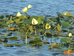 Hydrocleys nymphoides