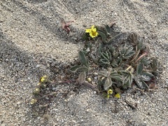 Potentilla luteosericea