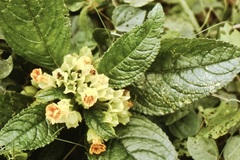 Chrysothemis friedrichsthaliana