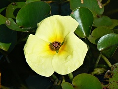Hydrocleys nymphoides