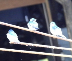 Tachycineta albilinea