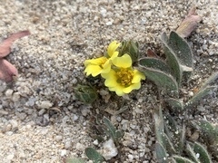 Potentilla luteosericea