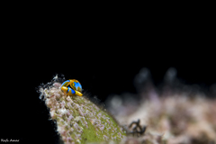 Thuridilla lineolata