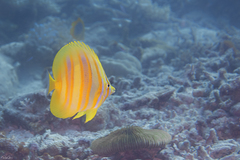 Chaetodon rainfordi