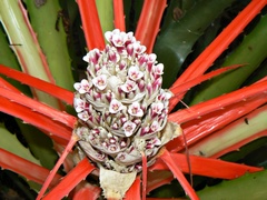 Bromelia serra