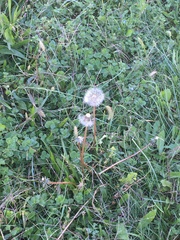 Taraxacum