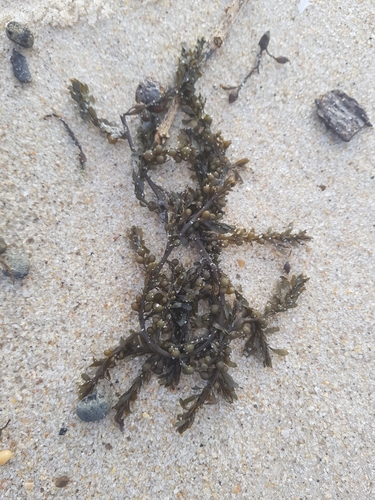 photo of Japanese Wireweed (Sargassum muticum)