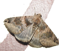 Bastilla simillima