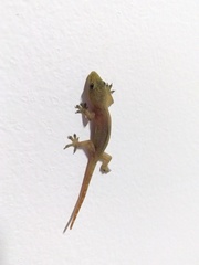 Hemidactylus garnotii