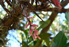 Tillandsia recurvifolia