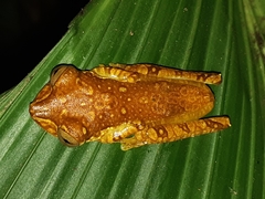 Boana picturata