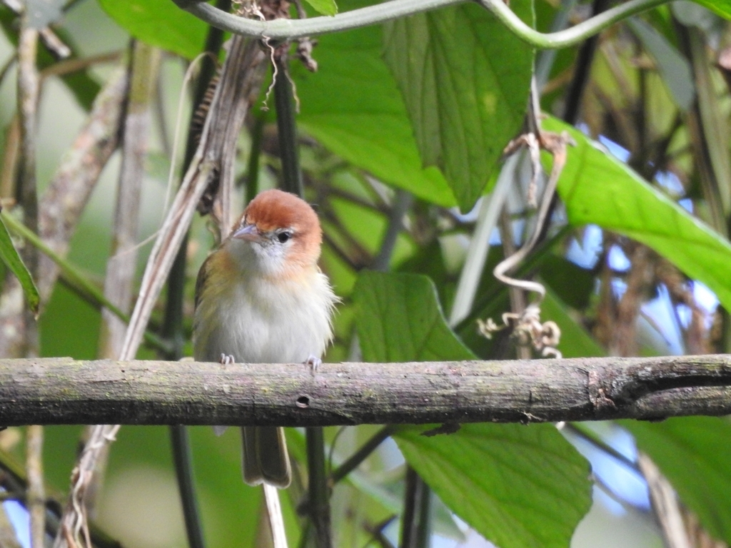 Verdillo Nuquirrufo, Pachysylvia semibrunnea