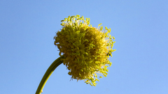 Cephalaria ambrosioides