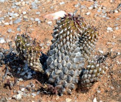 Euphorbia restituta