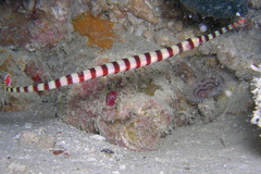 Dunckerocampus dactyliophorus