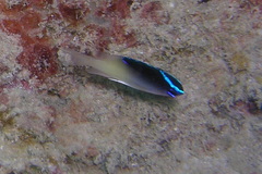 Chrysiptera rollandi