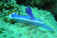 Hypselodoris variobranchia