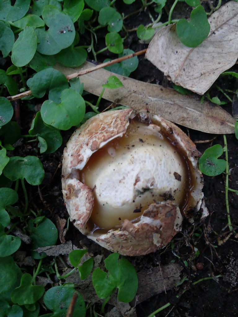 Jacaranda Helmet Stinkhorn