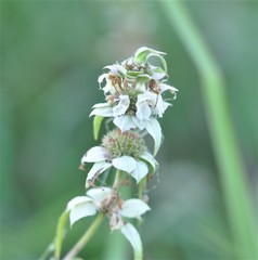 Monarda maritima