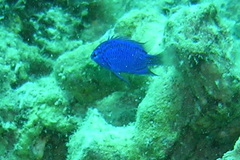 Chrysiptera springeri