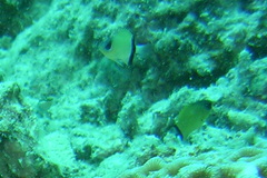 Pycnochromis retrofasciatus