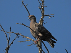 Patagioenas maculosa