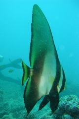 Platax pinnatus