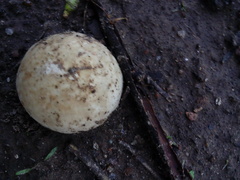 Itajahya galericulata