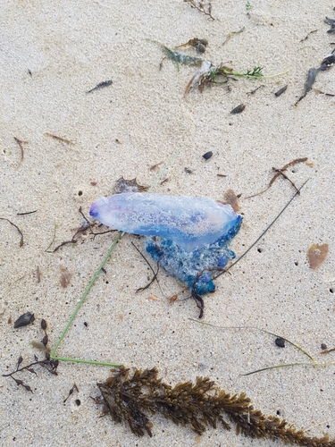 photo of Portuguese Man O' War (Physalia physalis)