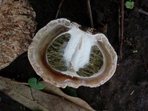 Itajahya galericulata, foto de la comunidad