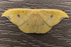 Tridrepana fulvata