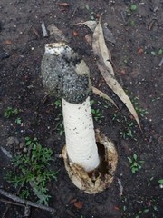 Itajahya galericulata